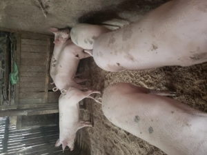 porci de vânzare  - imagine 4