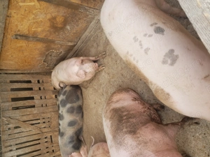 porci de vânzare  - imagine 3