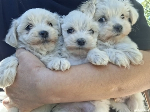 Bichoni maltezi - imagine 2