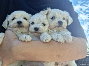 Bichoni maltezi - imagine 3