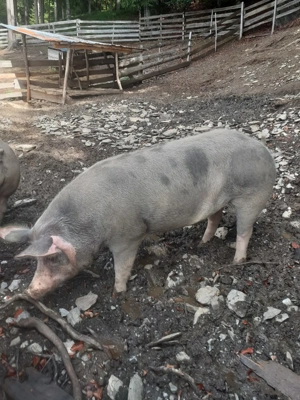 Porc de vanzare