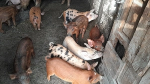 Vând porci mari și mici - imagine 2 Vând porci mari și mici - imagine 2