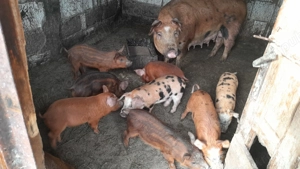 Vând porci mari și mici - imagine 4 Vând porci mari și mici - imagine 4