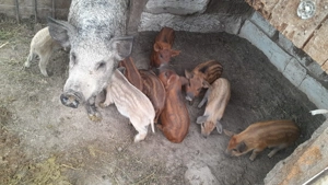 Vând porci mari și mici - imagine 5 Vând porci mari și mici - imagine 5