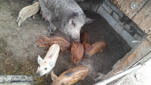 Vând porci mari și mici - imagine 3 Vând porci mari și mici - imagine 3