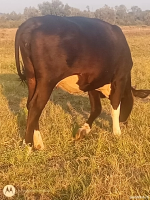 vand junica un an jumate gestanta monta cu angus 