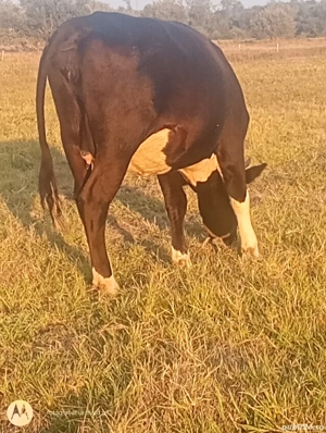 vand junica un an jumate gestanta monta cu angus  - imagine 2