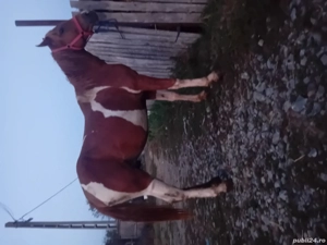 vand armasar de 2 ani pinto 