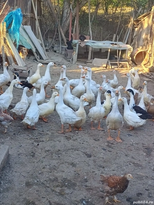 Vand boboci de gasca