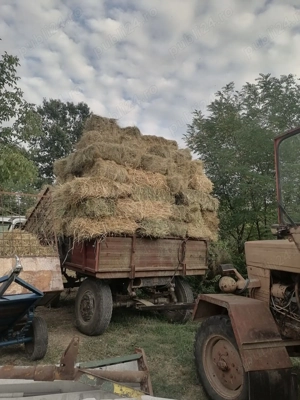 Vand baloti de fan , ovăz verde uscat 