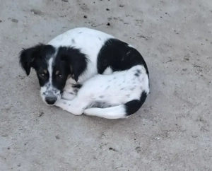 Donez urgent  cățeluș de talie mica 