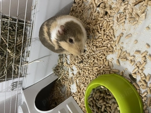 Vand URGENT Porscusor de Guinea - imagine 3