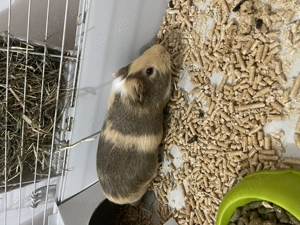 Vand URGENT Porscusor de Guinea - imagine 2