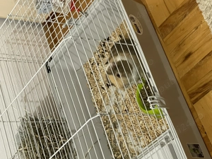 Vand URGENT Porscusor de Guinea - imagine 4