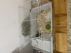 Vand URGENT Porscusor de Guinea - imagine 5