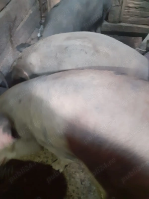 Vând porci de sacrificat  - imagine 2