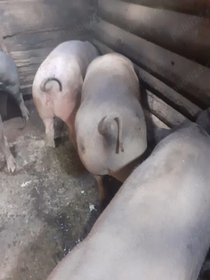 Vând porci de sacrificat 