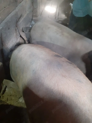 Vând porci de sacrificat  - imagine 4