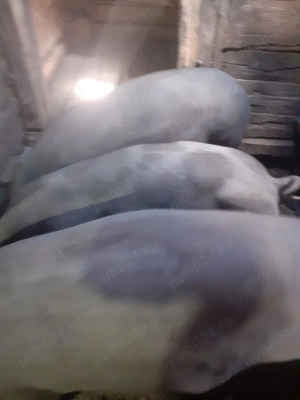 Vând porci de sacrificat  - imagine 6