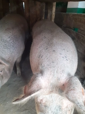 Vând porci de sacrificat  - imagine 3