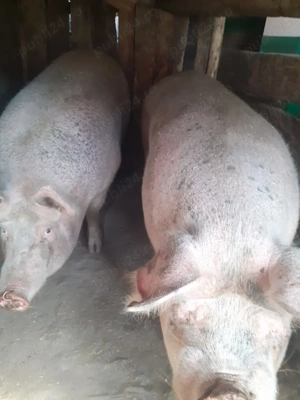 Vând porci de sacrificat  - imagine 5