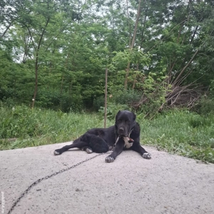 Femelă Ciobanesc de Asia Centrală  - imagine 5 Femelă Ciobanesc de Asia Centrală  - imagine 5