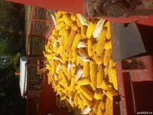 culegatoare porumb - imagine 5