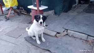 Ciobanesc de Bucovina  - imagine 2 Ciobanesc de Bucovina  - imagine 2