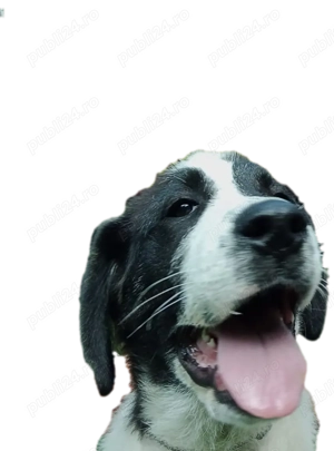 Ciobanesc de Bucovina 