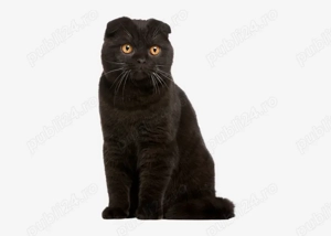 scottish fold blak - imagine 2