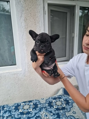 Bulldog Francez de vânzare. 3 luni - imagine 2 Bulldog Francez de vânzare. 3 luni - imagine 2