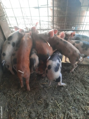 vand purcei  - imagine 4