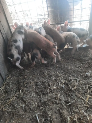 vand purcei  - imagine 5