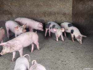 vand purcei ,soldani