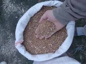 Vând porumb,grâu, - imagine 2