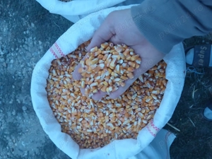 Vând porumb,grâu, - imagine 4