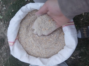 Vând porumb,grâu, - imagine 3