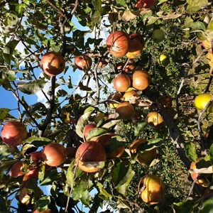 Vand mere en gross in Fălticeni. Tel. 