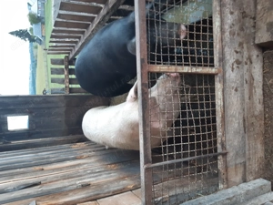 Vand porci pentru sacrificat( de carne). - imagine 3 Vand porci pentru sacrificat( de carne). - imagine 3