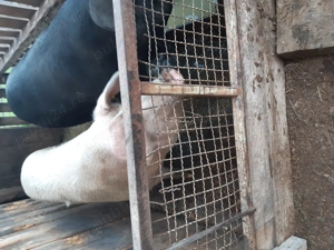 Vand porci pentru sacrificat. ( de carne). - imagine 3 Vand porci pentru sacrificat. ( de carne). - imagine 3