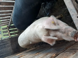Vand porci pentru sacrificat. ( de carne). - imagine 4 Vand porci pentru sacrificat. ( de carne). - imagine 4