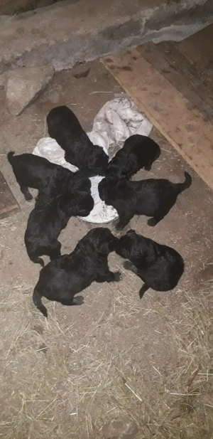 Donez căței de întors oi.