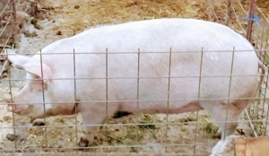 Porci de carne landrace