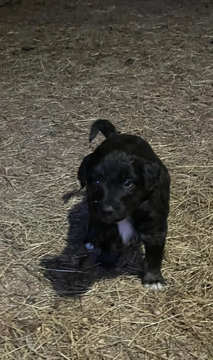 Donez căței de întors oi. - imagine 3