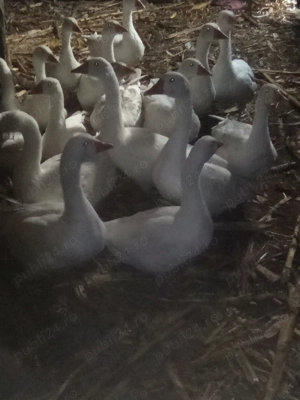 Vând pui de gâscă. - imagine 3