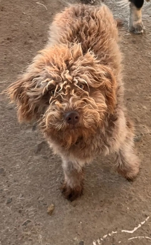 Donez căței de întors oi. - imagine 2