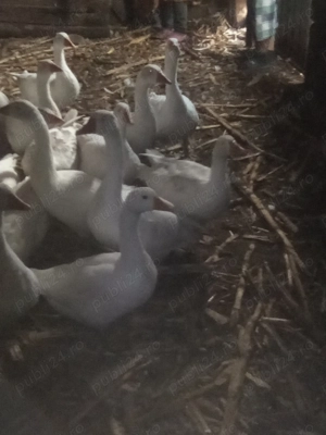 Vând pui de gâscă.