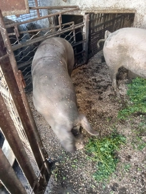 Vand porc de carne  - imagine 2