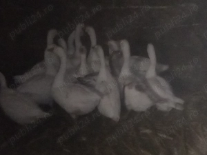 Vând pui de gâscă. - imagine 2