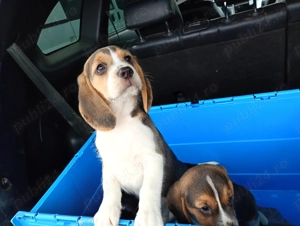 Vând caței beagle - imagine 2